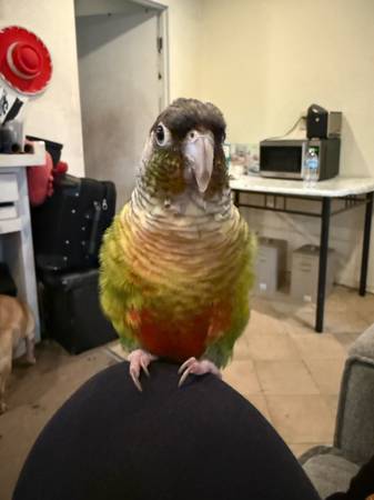 Conure mejilla verde (Santa Fe Springs)63865302663681120