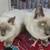 Available for adoption! Goldie & Papis' Animal Rescue 1 thumbnail
