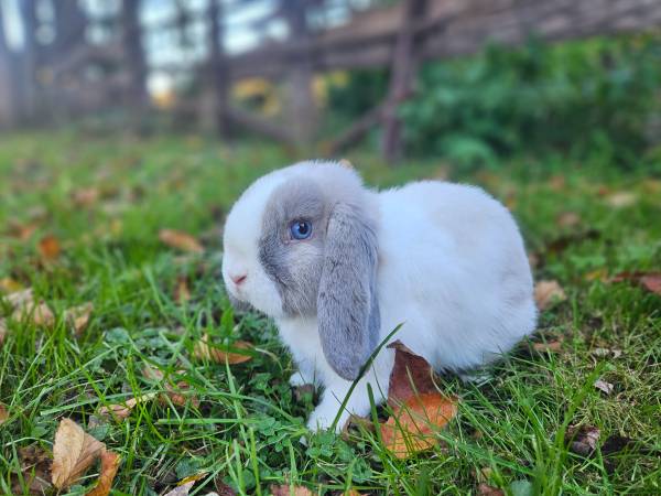 Sallender Male Holland Lop Baby Bunny 1