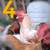 Buff orpinton x Crested cream legbar roosters 1 thumbnail