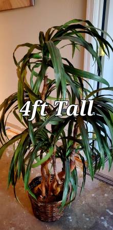 Fake Plant 4ft Tall 1