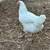 American Breese hens 7 thumbnail