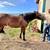 Bowie - 3yr Mustang, Ranch, Trail Ride or Show! 6 thumbnail