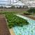 FISH /FOOD/ VEGTABLES/ GREENHOUSE /FARMS 8 thumbnail