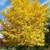 Flowering Trees, Ornamental Trees, Shade Trees, Evergreen 9 thumbnail
