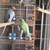 Rosellas & Ringnecks 15 thumbnail