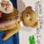 Cherished Teddies 1 thumbnail