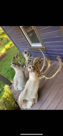 Two mounted caribou 1