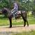 Fox Trotter Mare Broke for about anyone! - Indy/Juicy Fruit 2 thumbnail