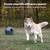 PetSafe Automatic Dog Ball Launcher All Breed Sizes 4 thumbnail