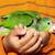 BABY RED LORE AMAZON PARROT ** 4 MONTHS OLD VERY FRIENDLY 3 thumbnail