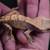 Crested Geckos 16 thumbnail