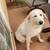 Great Pyrenees male dog 5 thumbnail