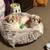 2 Shih tzu females 5 thumbnail