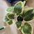 Artificial Greenery Table Top Greenery Potted Plant 7 thumbnail