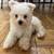 Maltese teacup puppie 1700$ 1 thumbnail