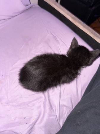3 month old tuxedo kitten looking for a forever home63875423528195123