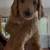 Golden doodle puppies 1 thumbnail