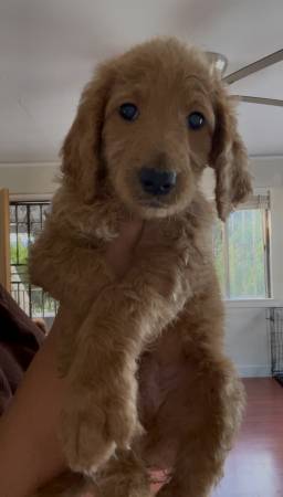 Golden doodle puppies (Los angeles)63869929052291120