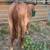 AQHA METALLIC CAT/PITZER Bred Red Roan stud colt! 16 thumbnail