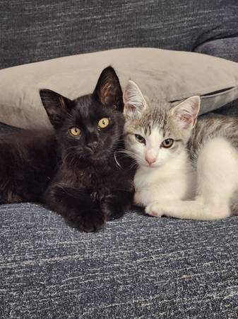 Kittens (oakland east)634774940437791226
