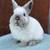 Netherland Dwarf Bunnies 10 thumbnail