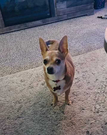Chihuahua de 4 años63874561012611120
