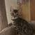 Bengal kitten for sale 1 thumbnail
