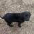 Lab/ Cane Corso puppies 2 thumbnail