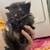 Three Kittens 2 thumbnail