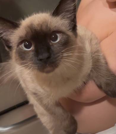 Siamese Kitten 1