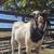Boer buck goat 13 thumbnail