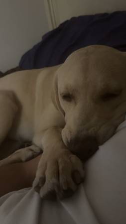 AKC cachorro labrador amarillo de 7 meses (Olympia)63826636834563124