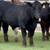 Finished Grain Fed Feeder Steers & Heifers Butcher Calf 10 thumbnail