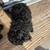 Miniature poodles 2 thumbnail