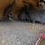 Guineas 3 thumbnail