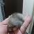 Tiny silkie chicks!!! 4 thumbnail