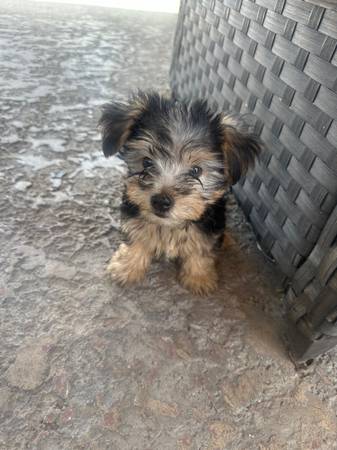Yorkies63860185558403120