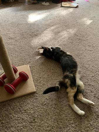 9 week old kittens need a loving home (Citrus Heights)63848981227905120