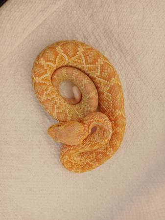 albino Eastern Diamondback Rattlesnake 1