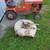 1973 Ariens Manorway Lawn Tractor with snow blower 2 thumbnail
