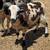 Jacob Sheep rams 6 thumbnail