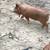 Kune Kune piglets 11 thumbnail
