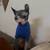 Sphynx kitten 6 thumbnail