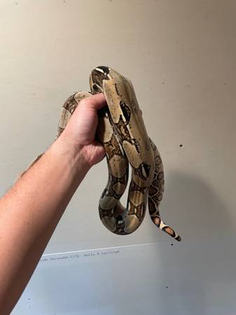 Boa Constrictor63775284384003121