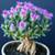 EcoGro's WEIRD PLANTS. SO WEIRD!  Beneficial Bugs Class...Free! 15 thumbnail