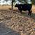 Cow calf Pair and Heifers 1 thumbnail
