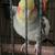 Cockatiels for sale 7 thumbnail