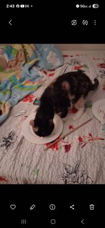 Gato mayor perdido de 14 años llamado Cookie (Seattle)64141790288129120
