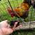 Baby chicks 3 thumbnail
